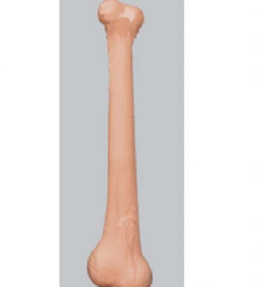 Caveman Bone ( PP00930)
